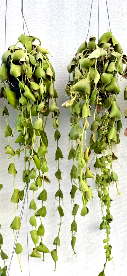 Dischidia platyphylla