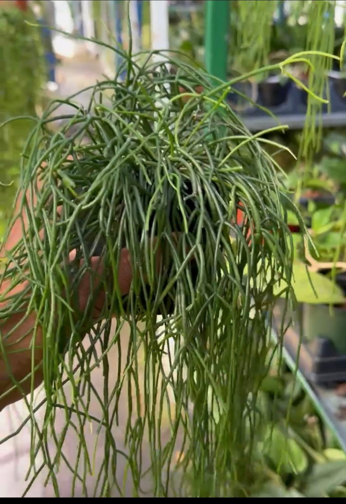 Rhipsalis Baccifera