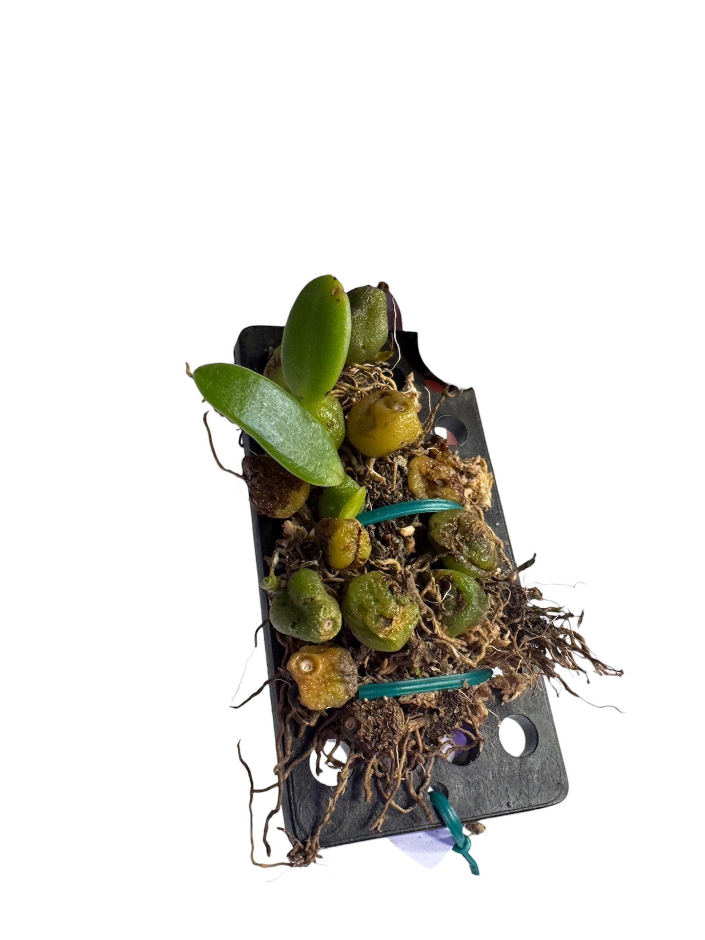 Orchid Trias intermedia