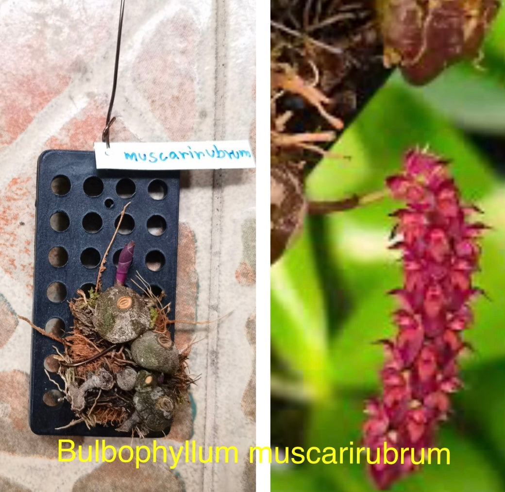 Orchid Varieties