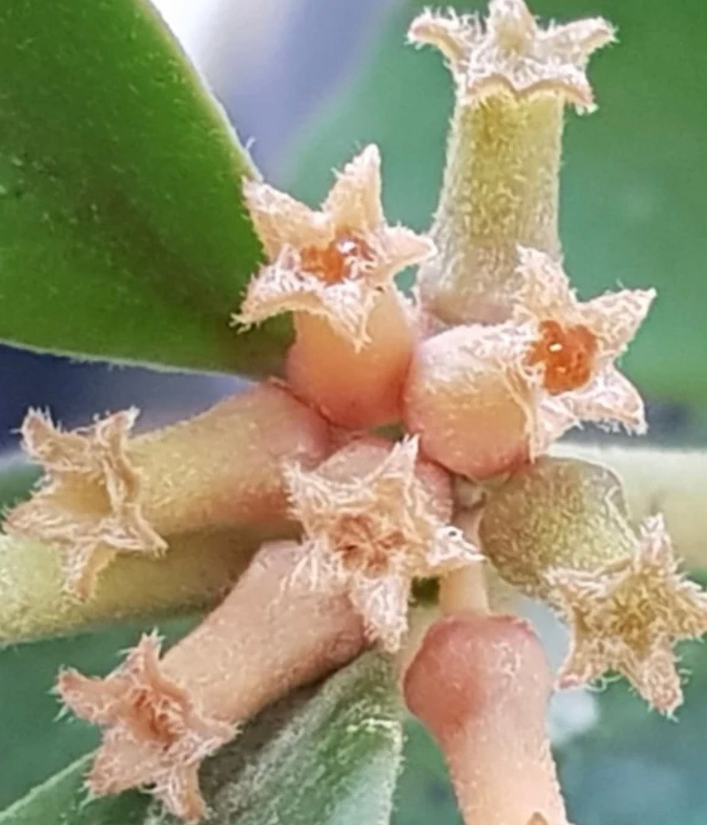 Hoya manipurensis
