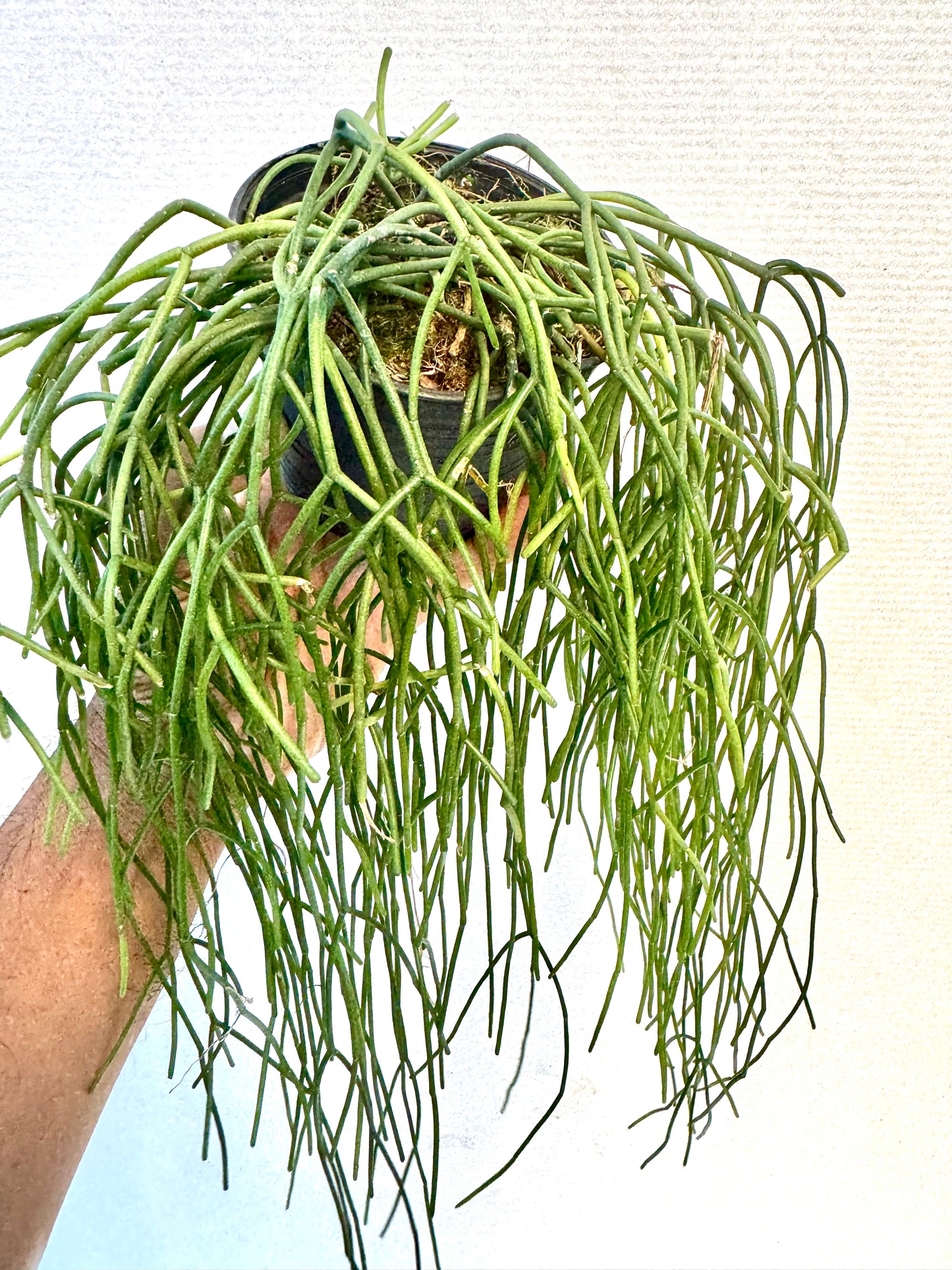 Rhipsalis Baccifera