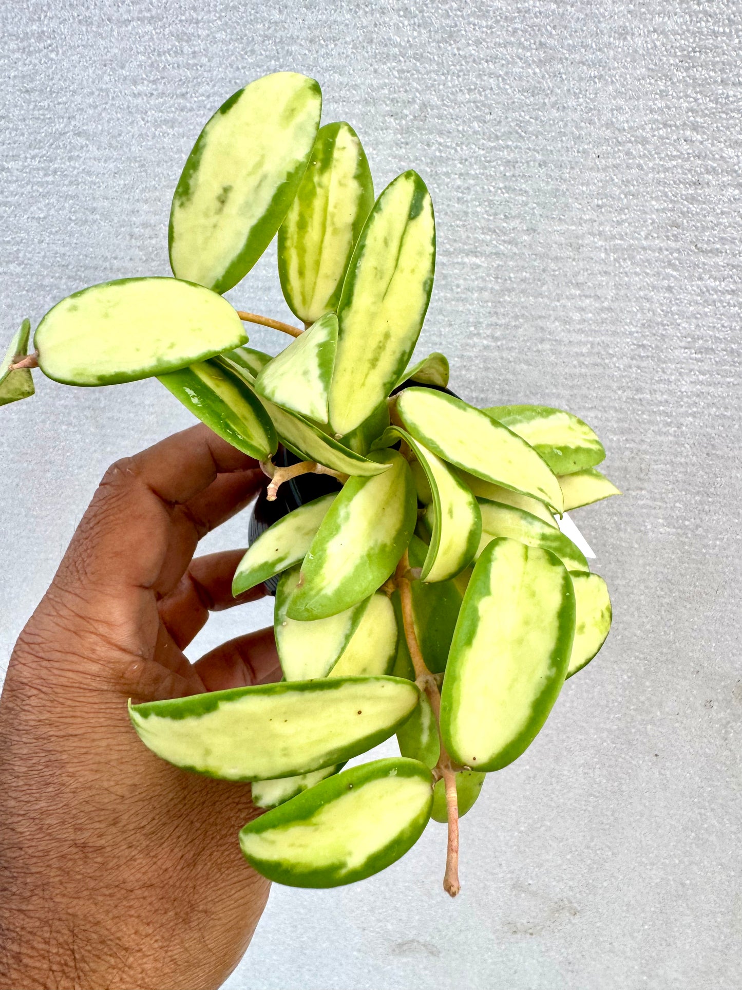 Hoya Acuta Variegated Inner white