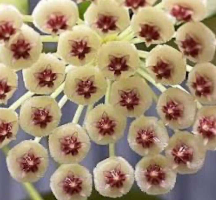 Hoya walliniana variegated