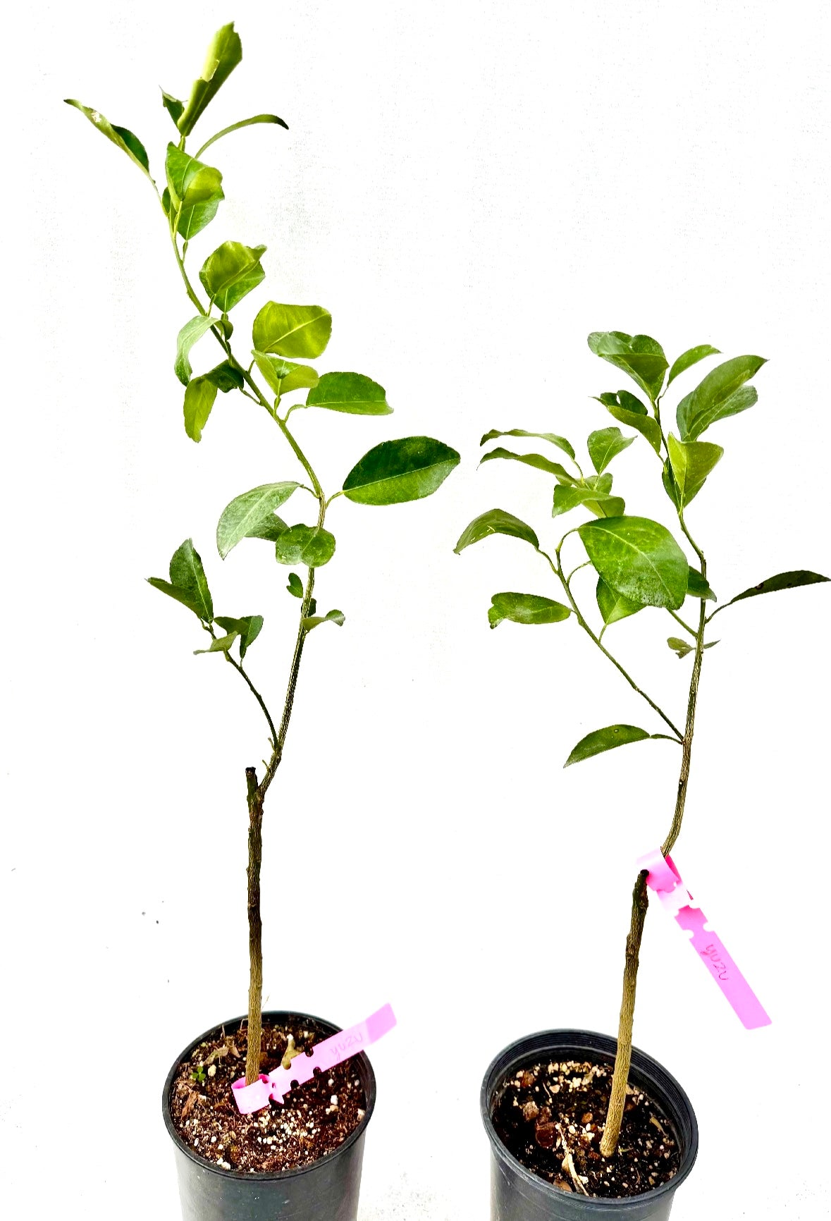 Japanese Lemon Yuzu tree
