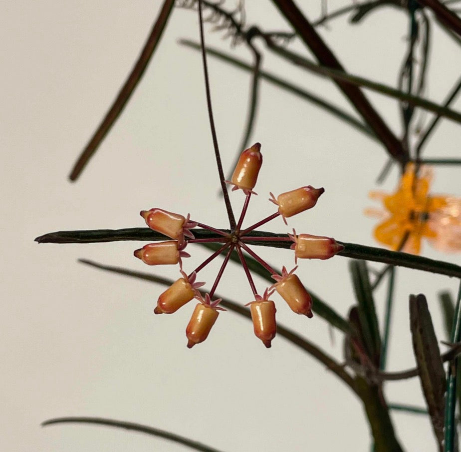 Hoya insularis 2” pot