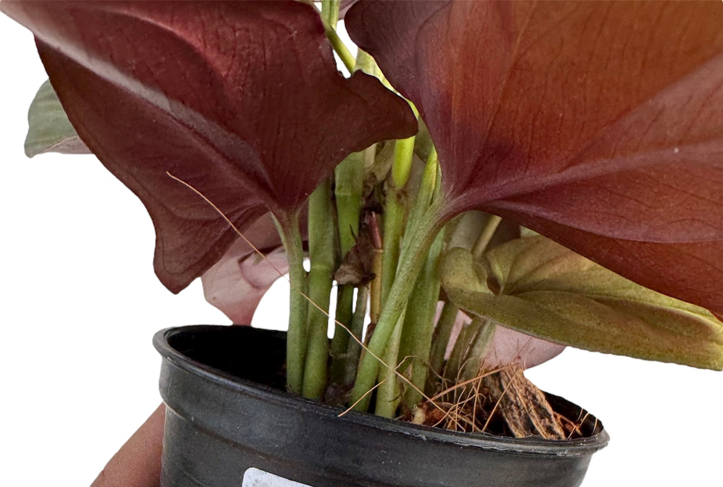 Syngonium erythrophyllum