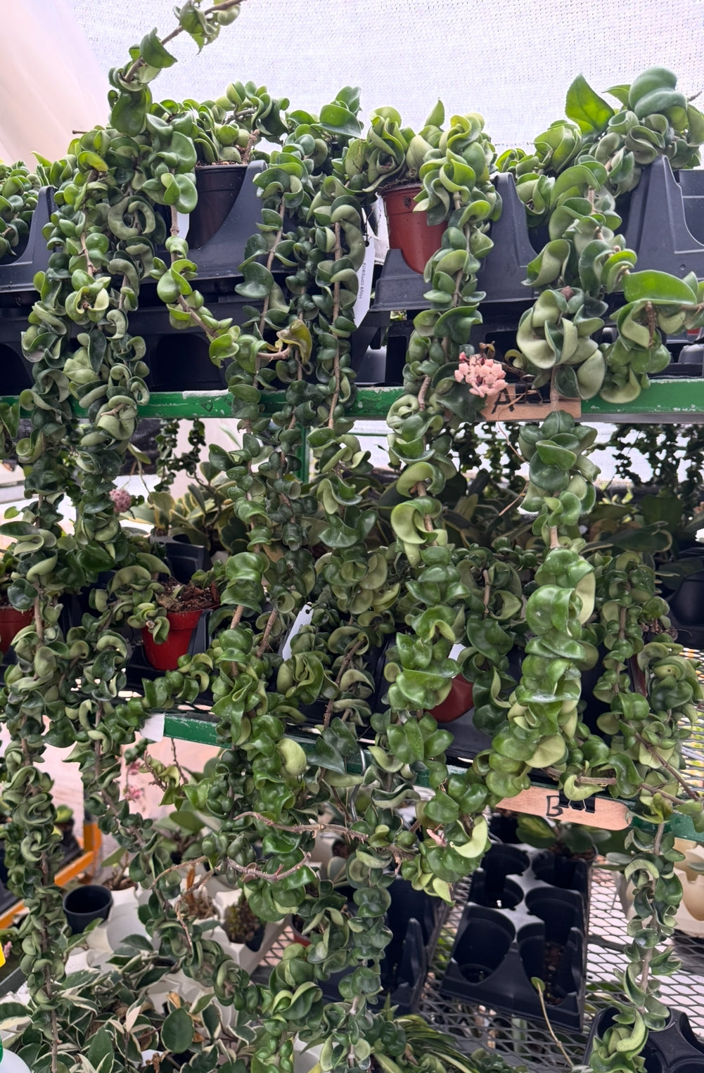 Hoya compacta green vine