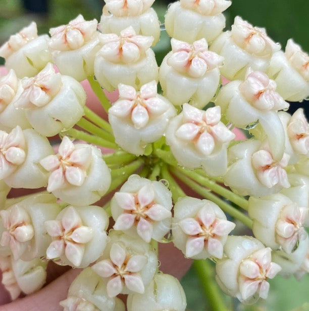 Hoya pachyclada variegated
