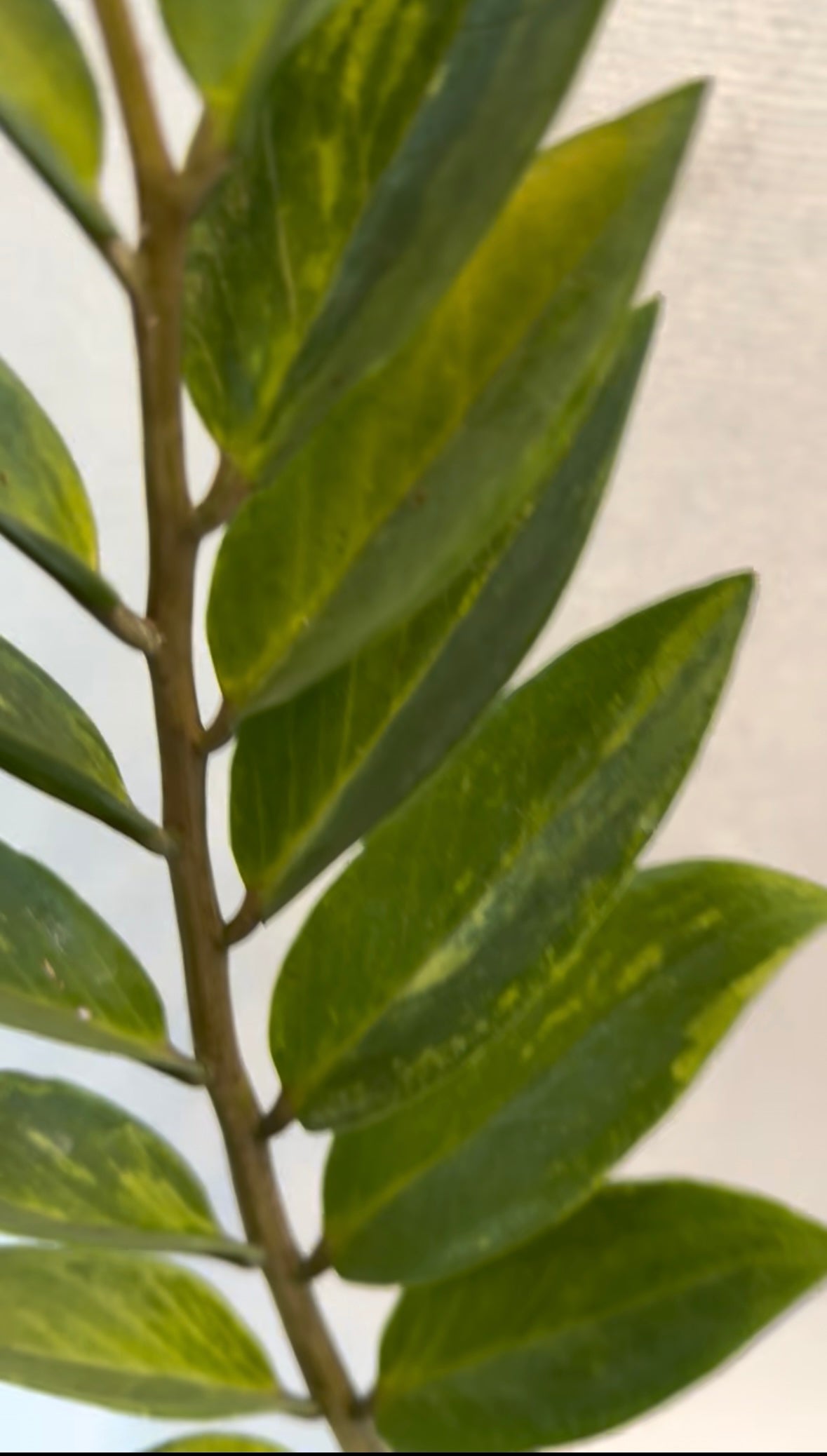 Variegated ZZ one shoot