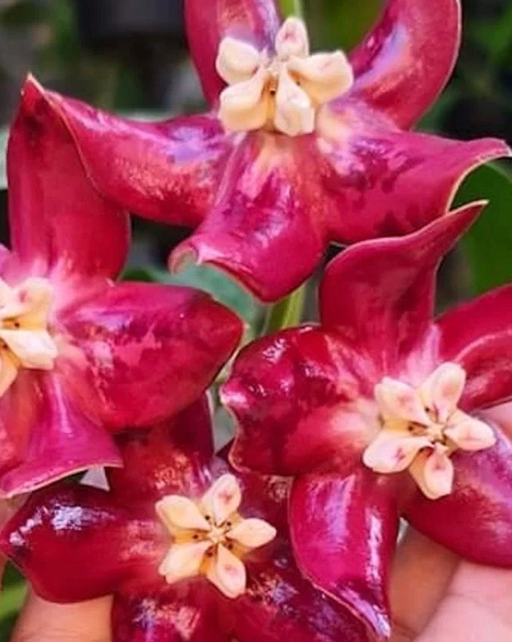 Hoya imperialis red