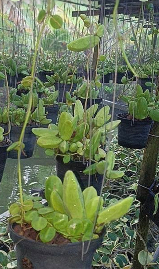 Dishchidia Major Vine ( Rare find)