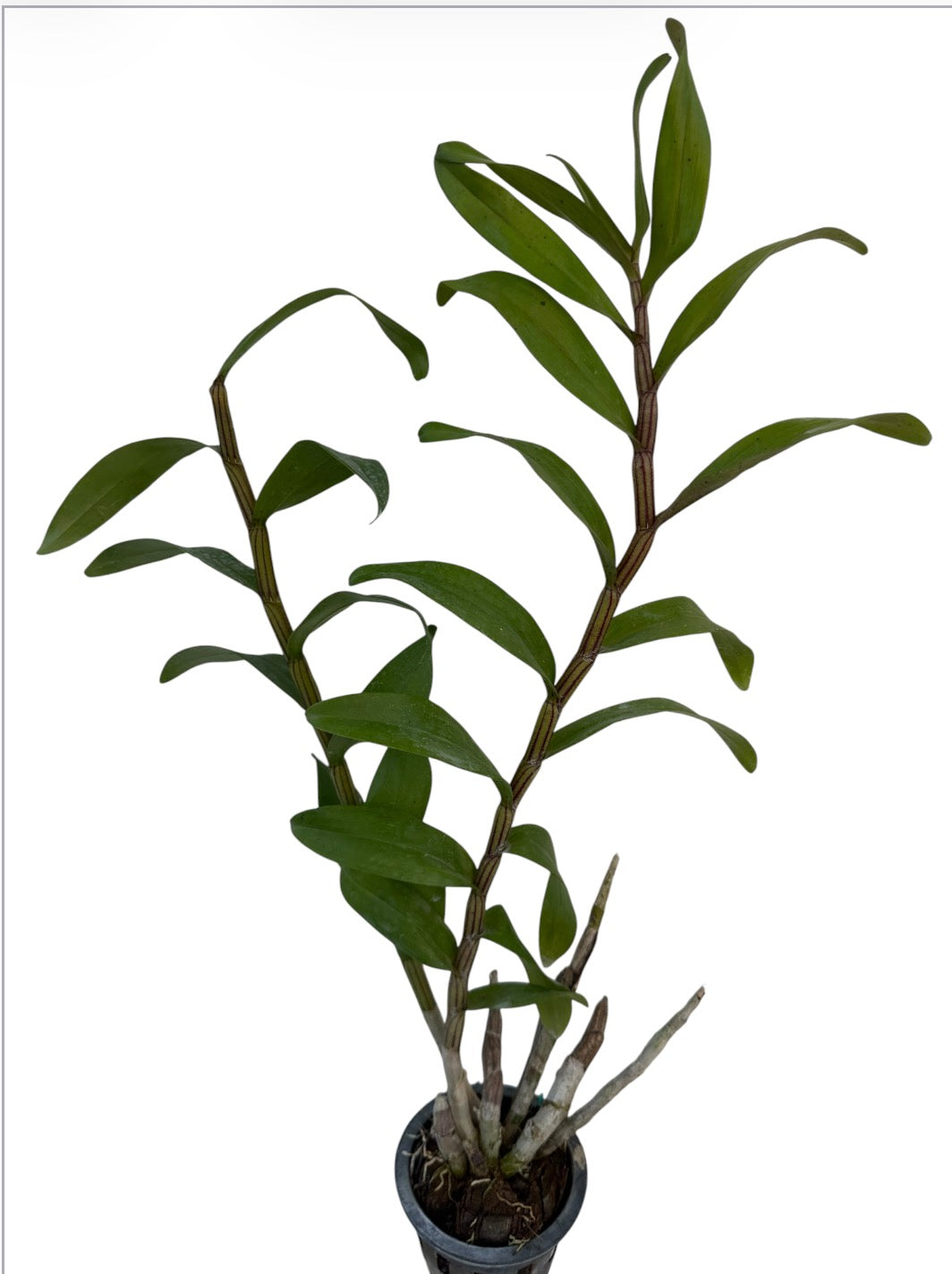 Orchid Dendrobium thyrsiflorum – Fried Egg Orchid