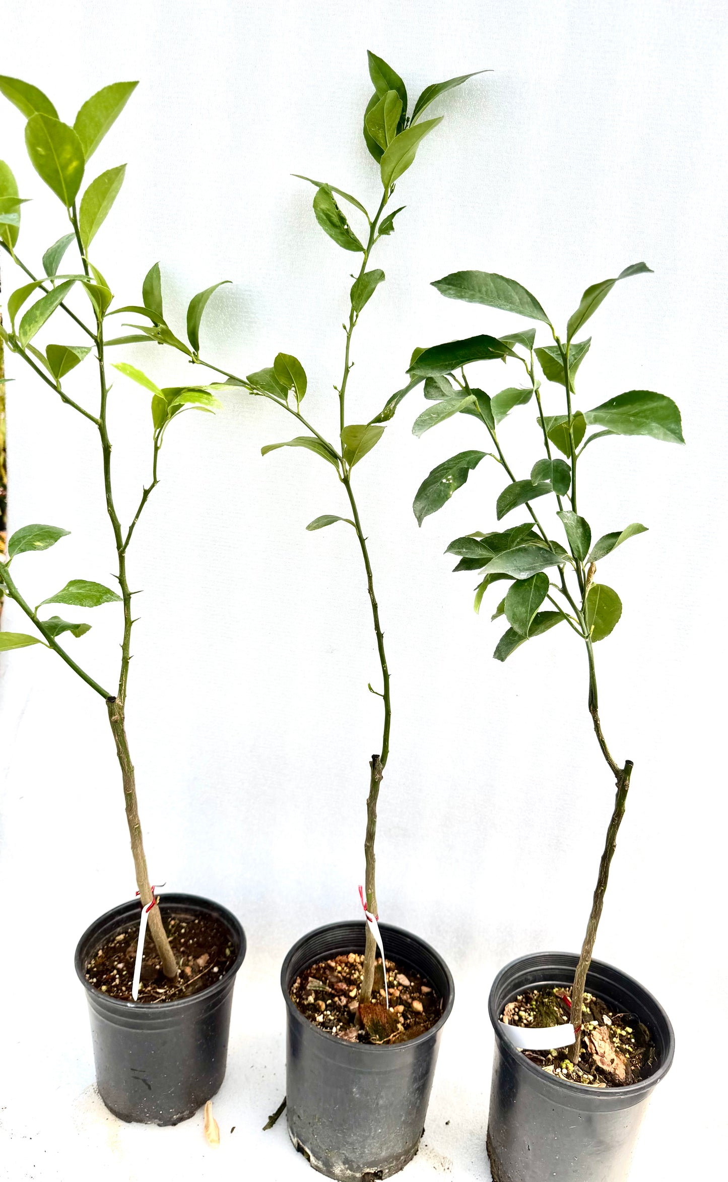 Japanese Or Italian Lemon Tree