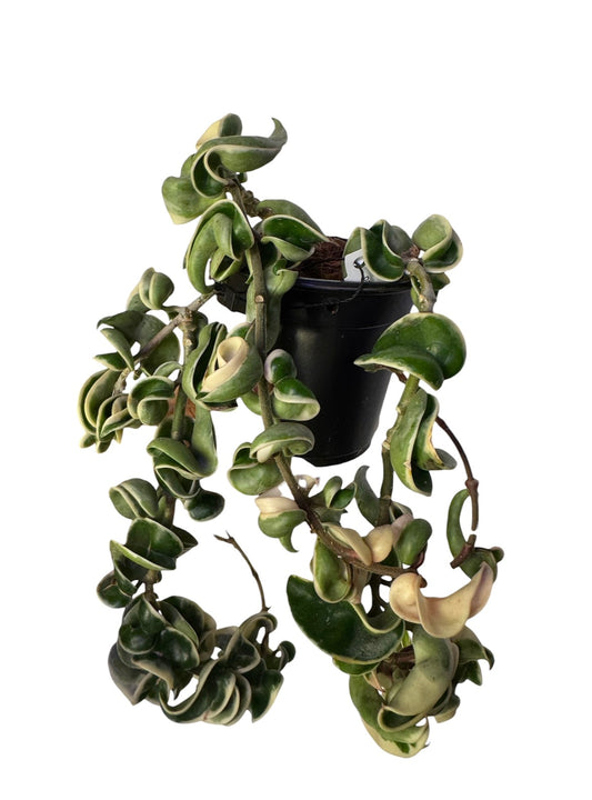 Hoya Compacta Variegated Rope