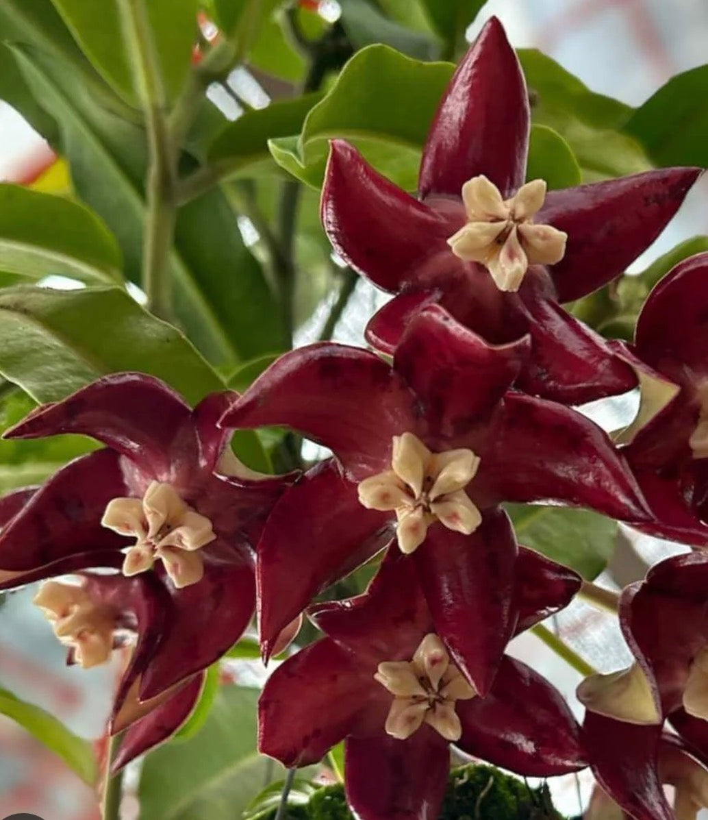 Hoya Imperial red