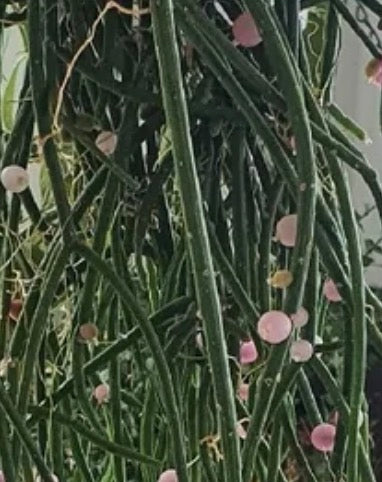 Rhipsalis Baccifera pink pearl (bloom pink flowers) Rare find
