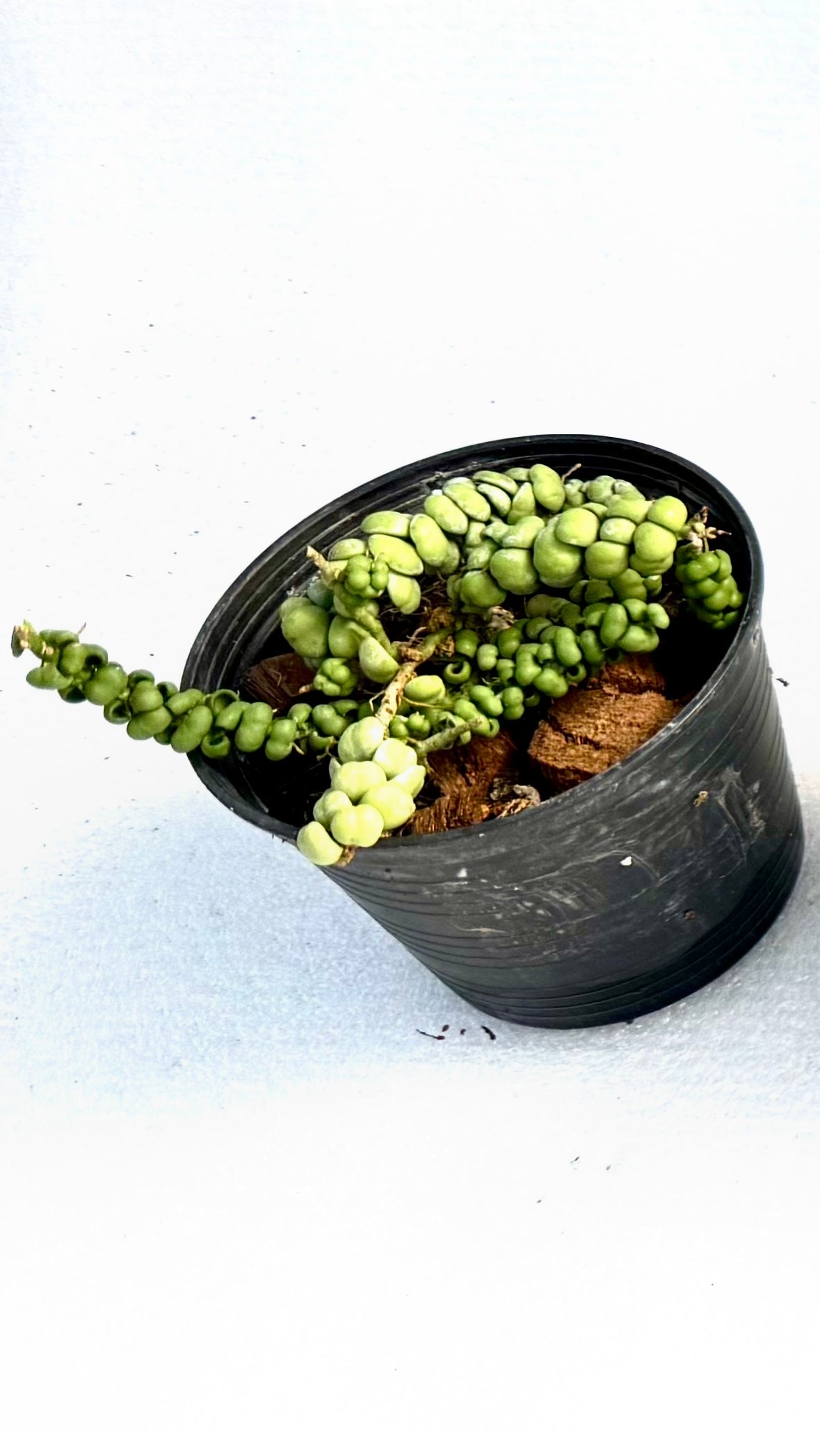 Dischidia Dragon Jade small