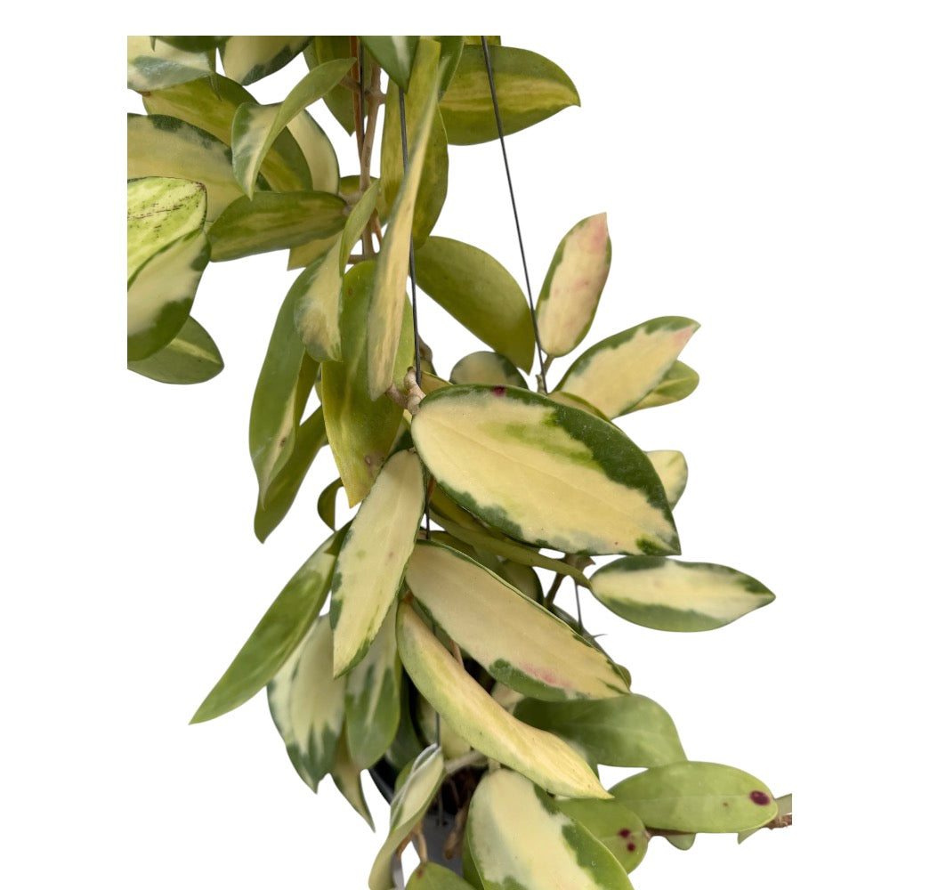 Hoya verticillata variegated