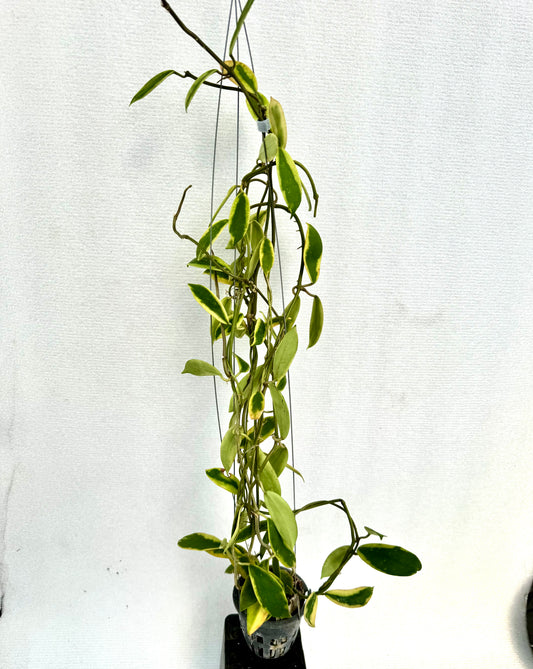 Hoya Diversifolia Variegated large vine( rare )