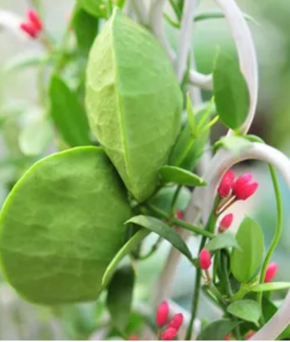 Dischidia Vidalii (ant plant)