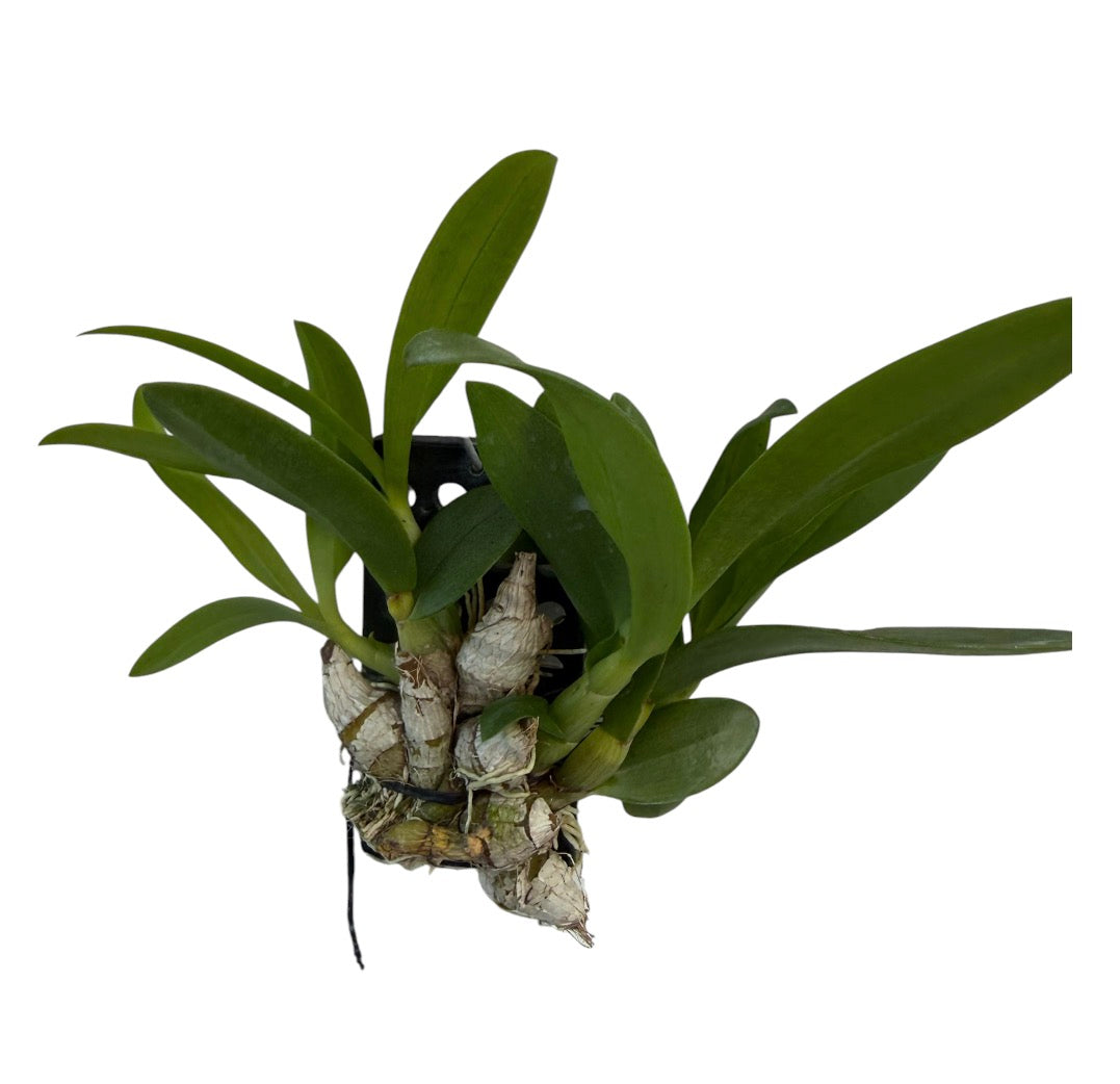 Orchid Dendrobium delacouri