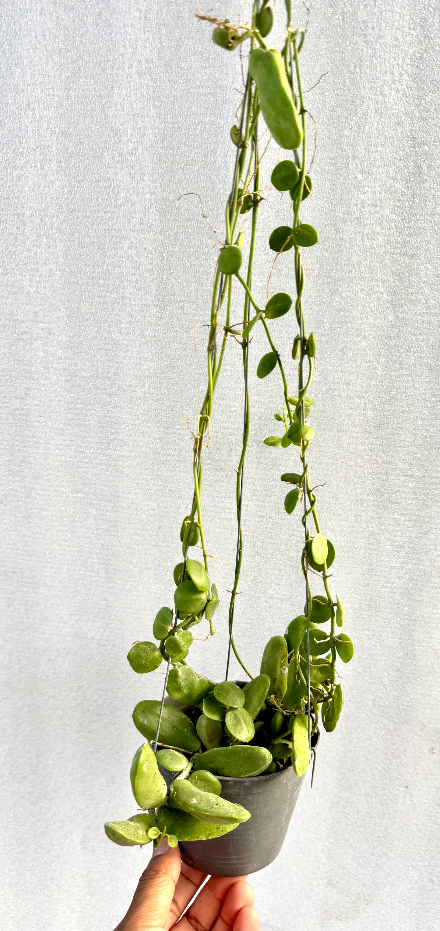 Dishchidia Major ( Rare find)