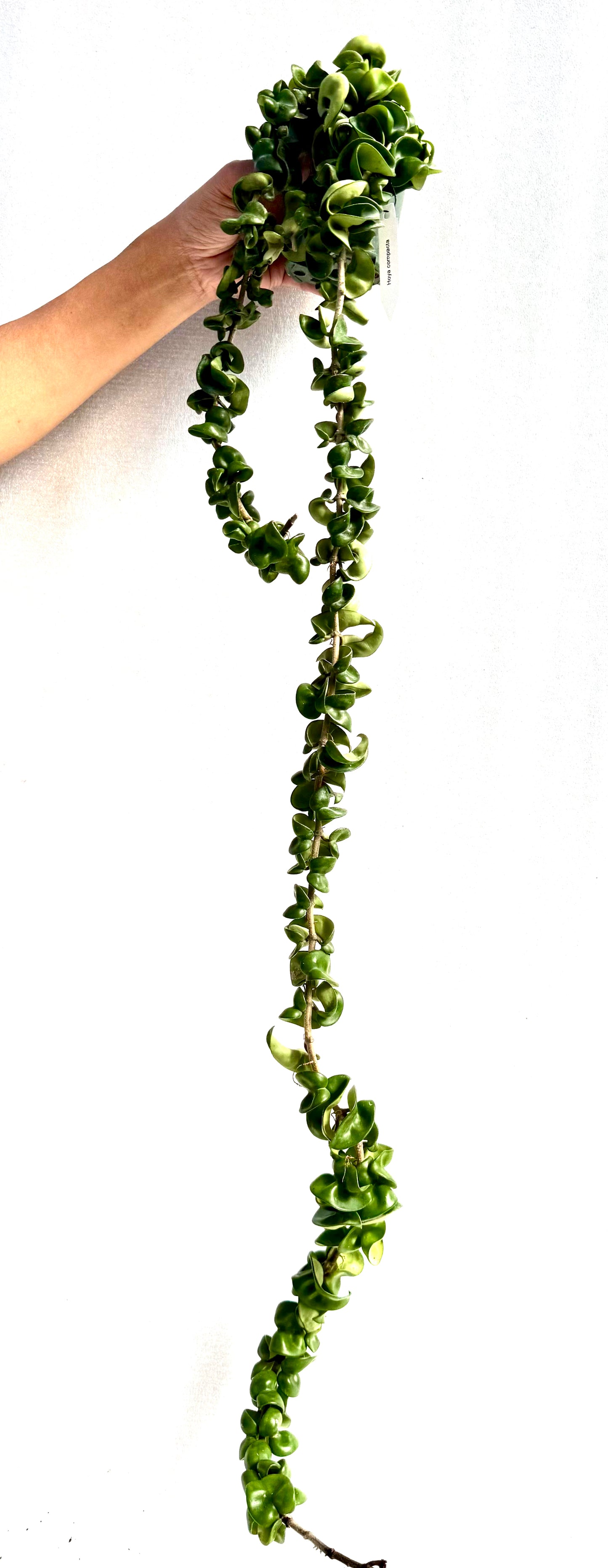 Hoya compacta green vine