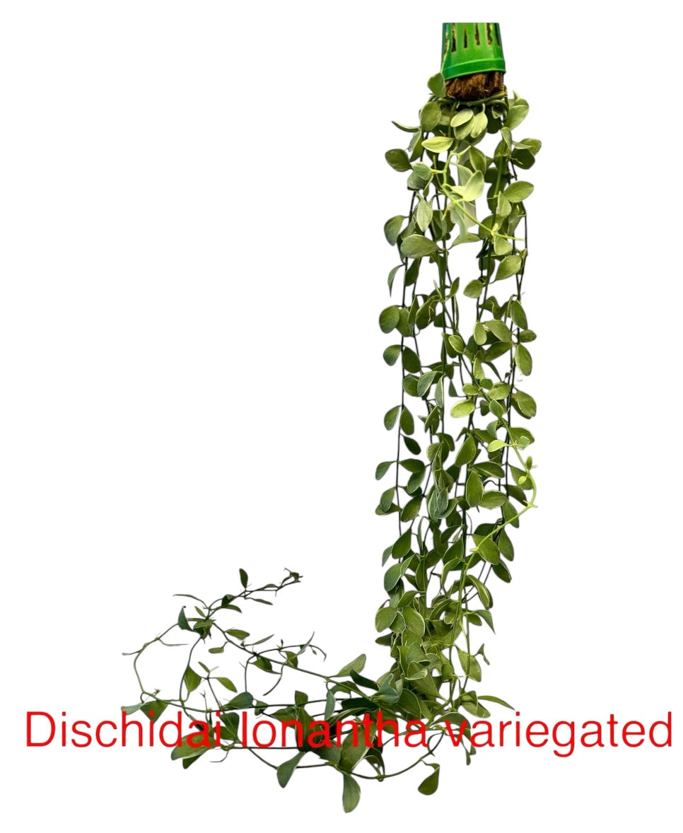 Dishcidia Geri long vine