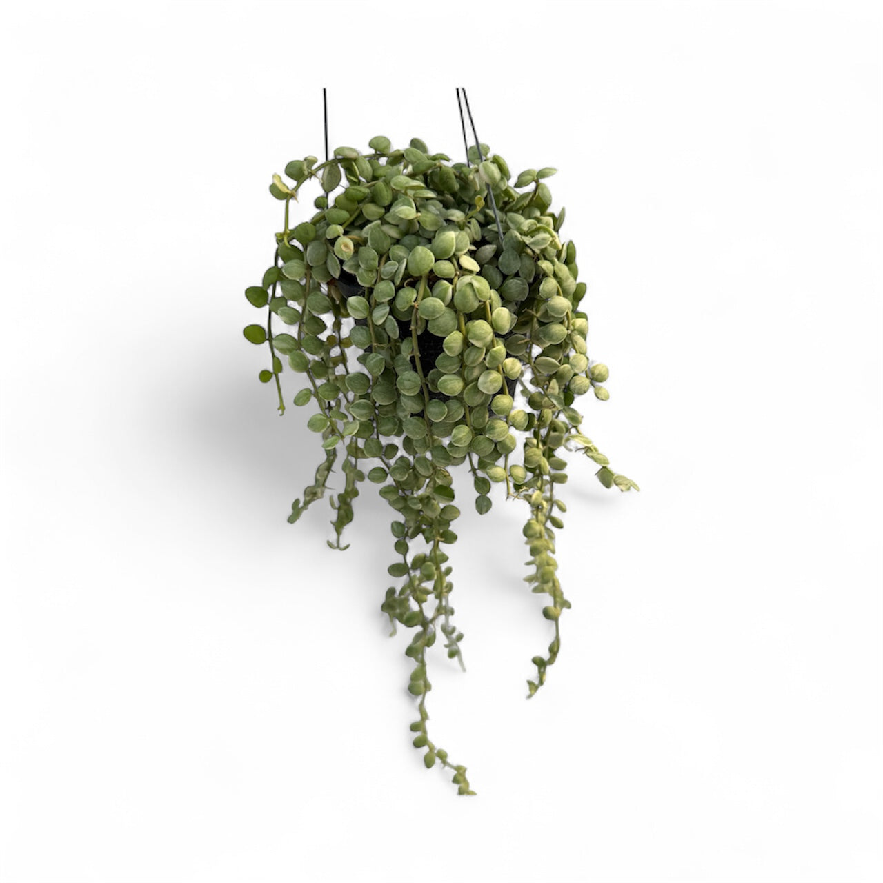 Dischidia nummularia variegated
Strings of nickels