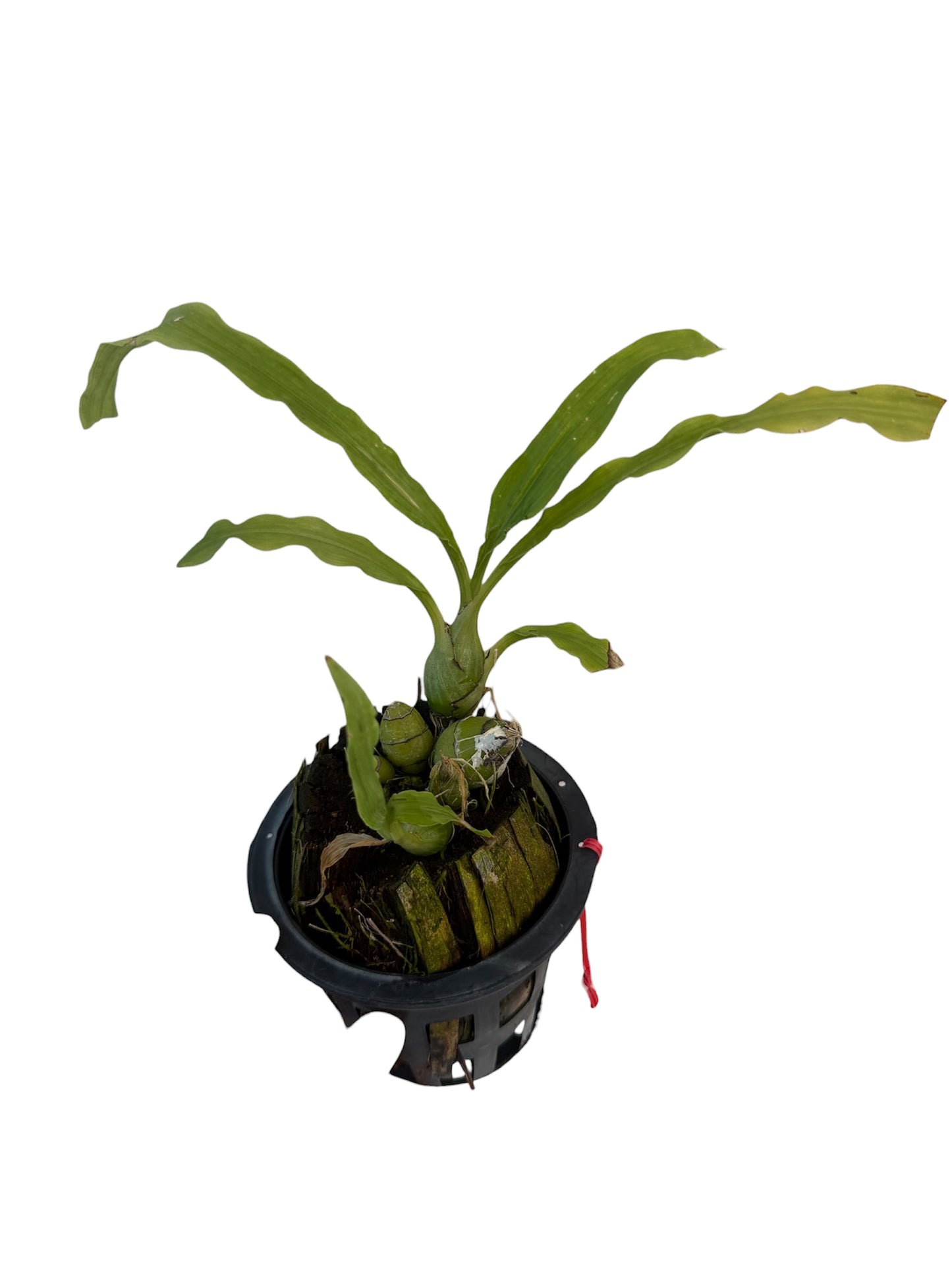 Orchid Chysis limminghei