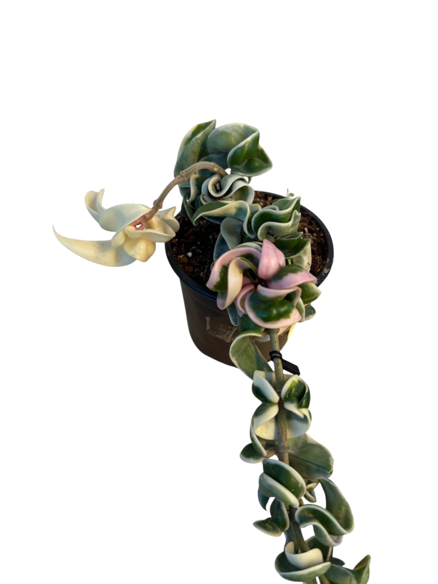 Hoya Compacta Variegated Rope