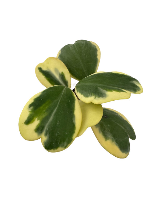 Hoya Kerri Heart Variegated