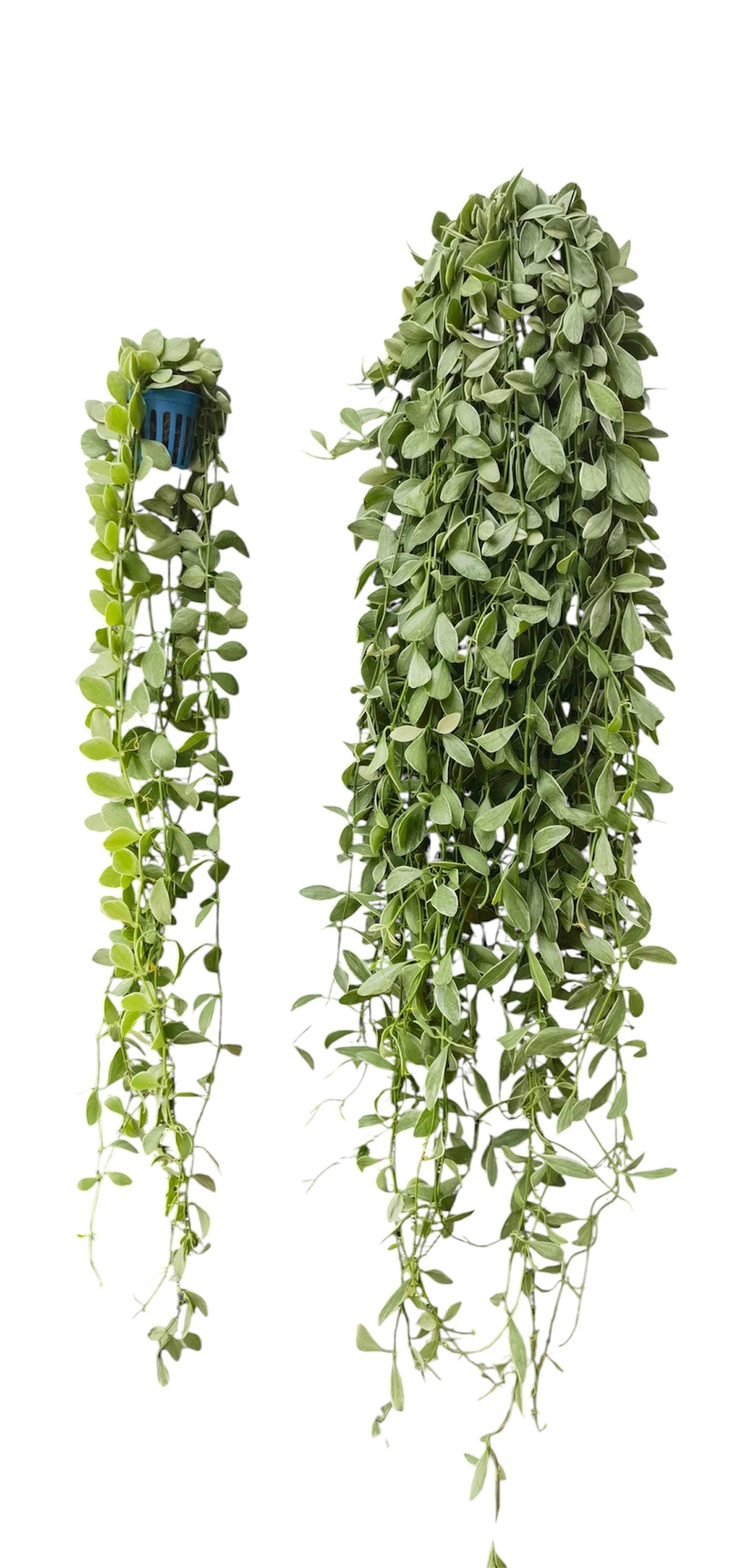 Dishcidia Geri long vine