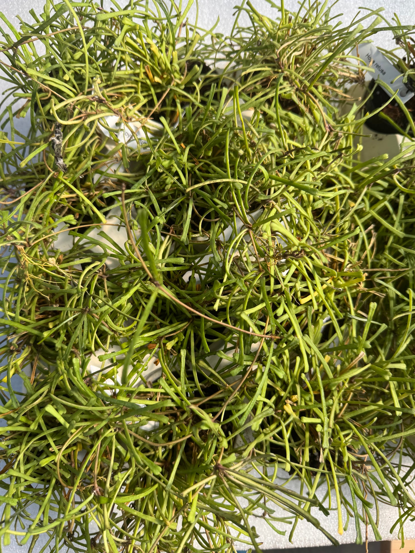 Hoya Retusa