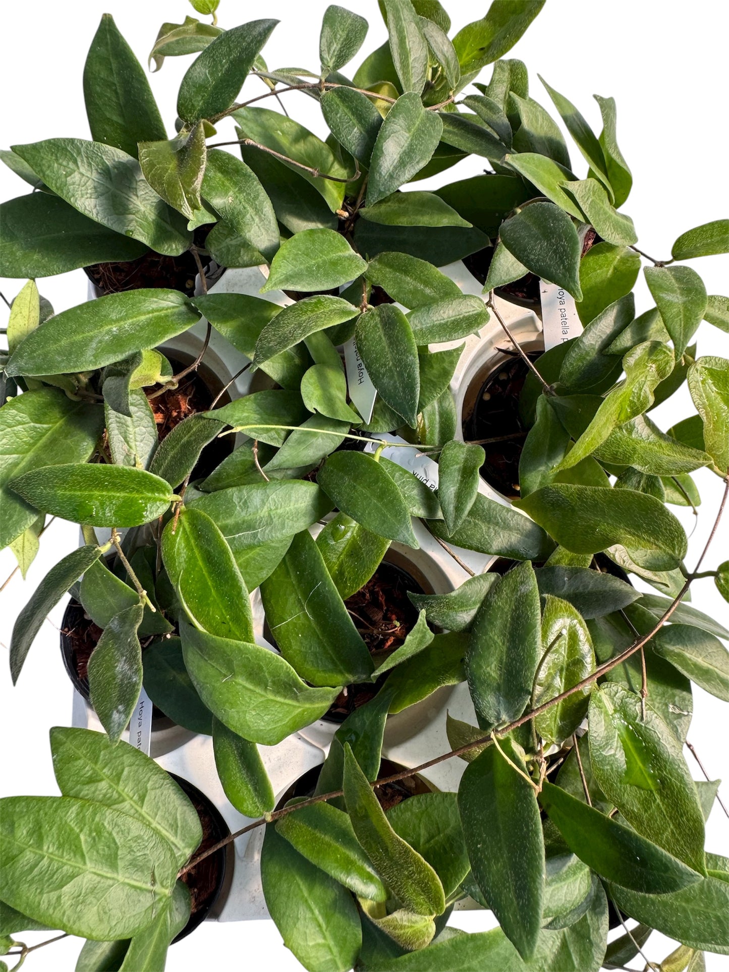 Hoya Patella Hoya