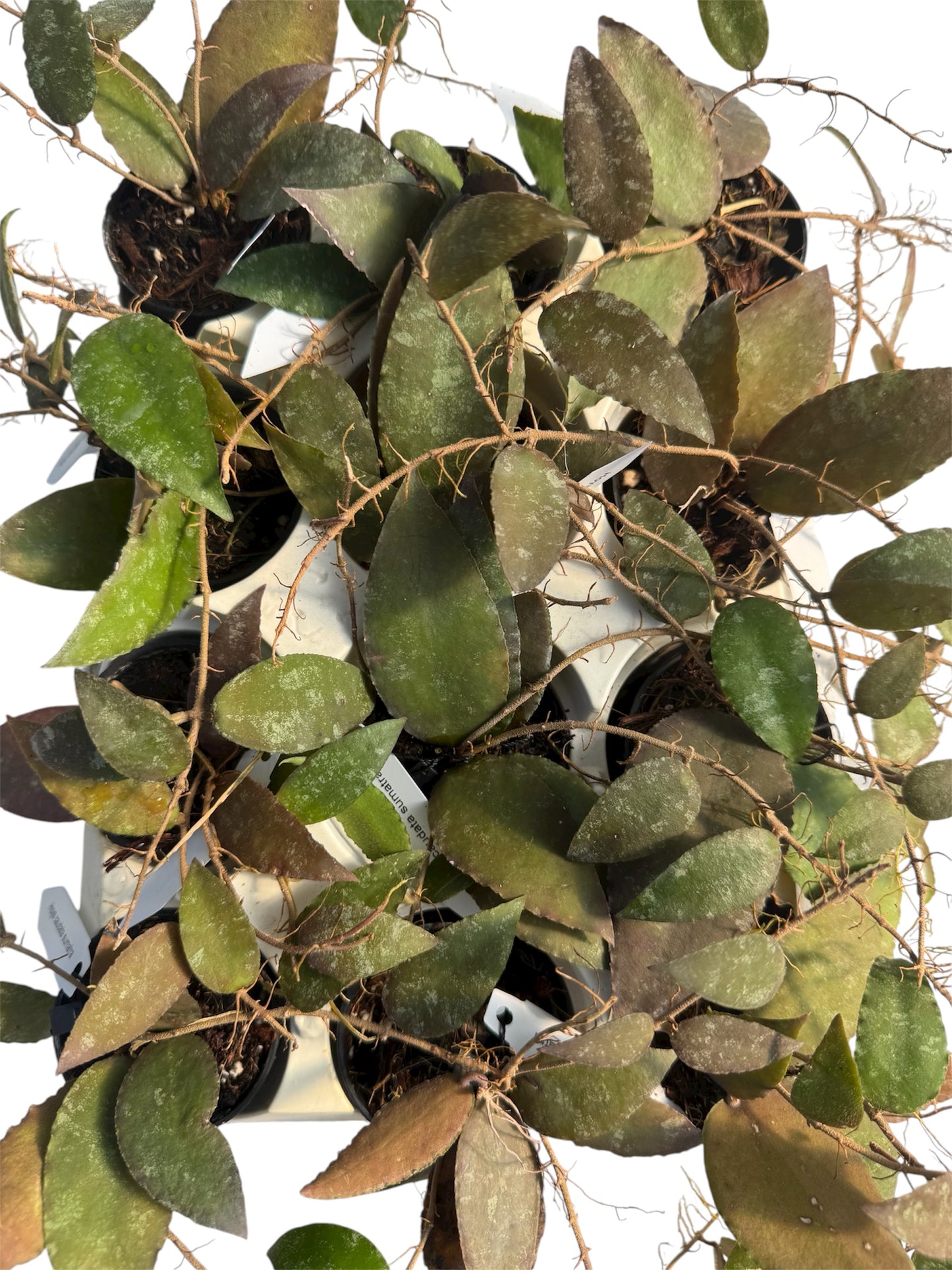Hoya caudata sumatra