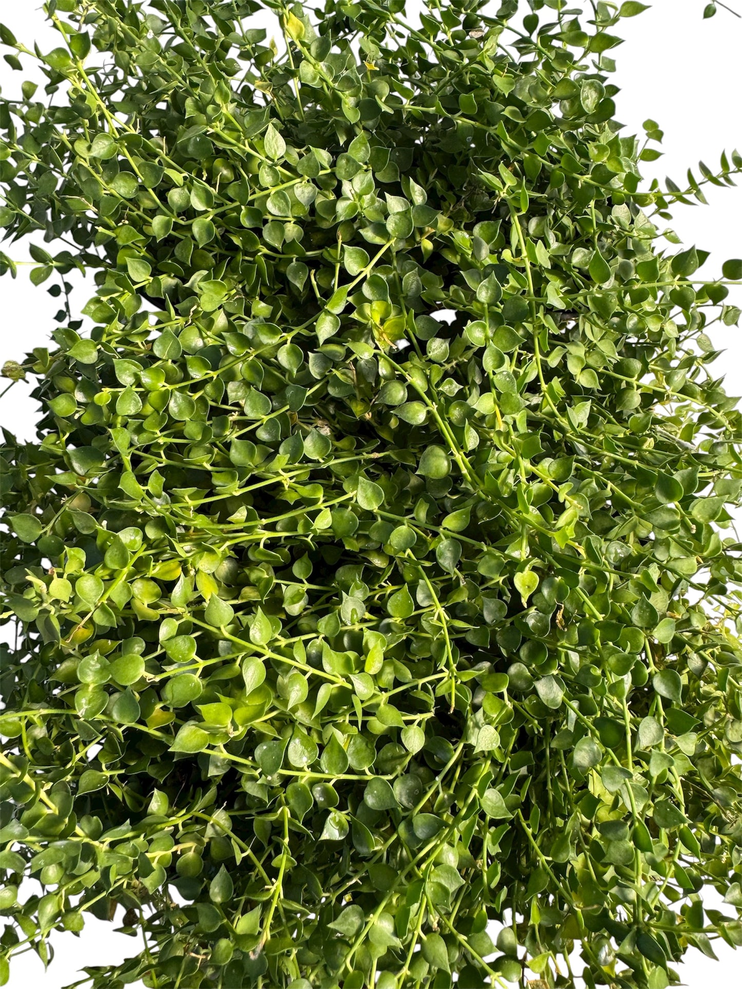 Dischidia ruscifolia (Million Hearts) large