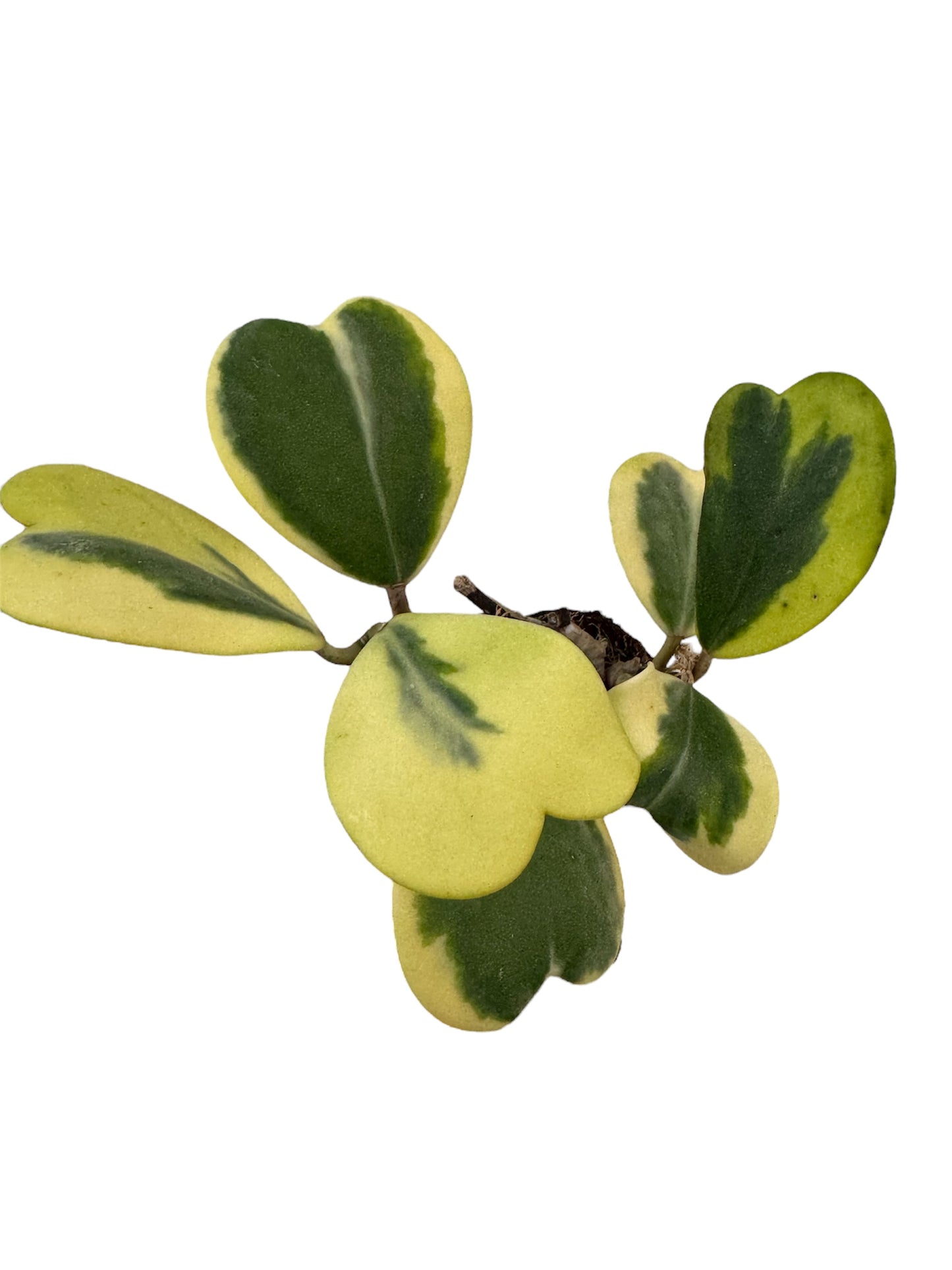 Hoya Kerri Heart Variegated