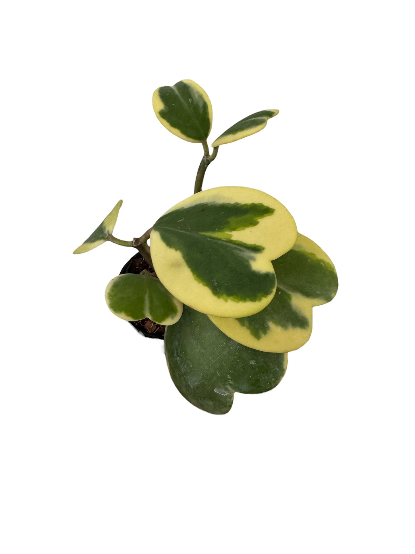 Hoya Kerri Heart Variegated
