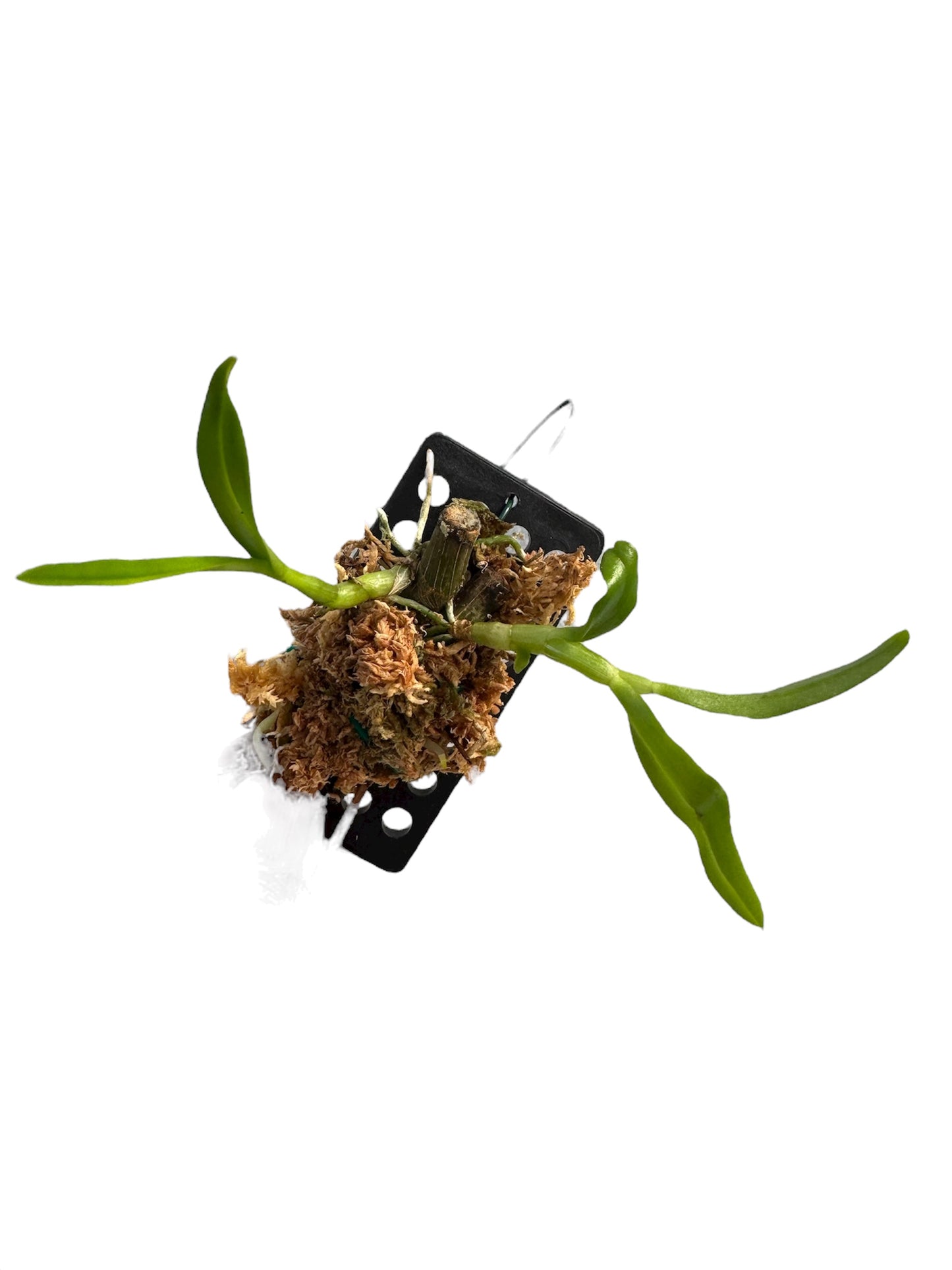 Orchid Dendrobium anosmum