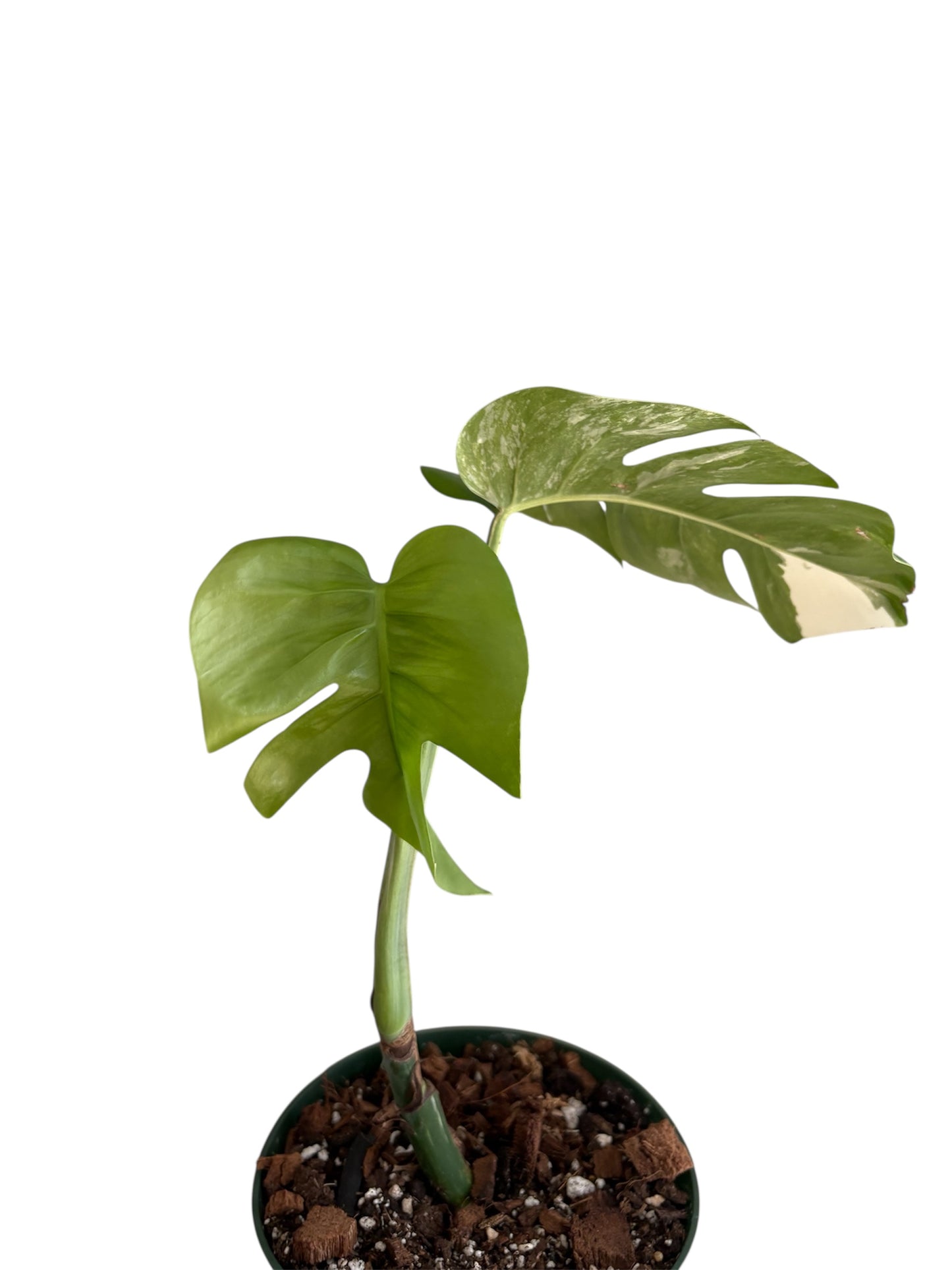 Monstera Albo Borsigiana