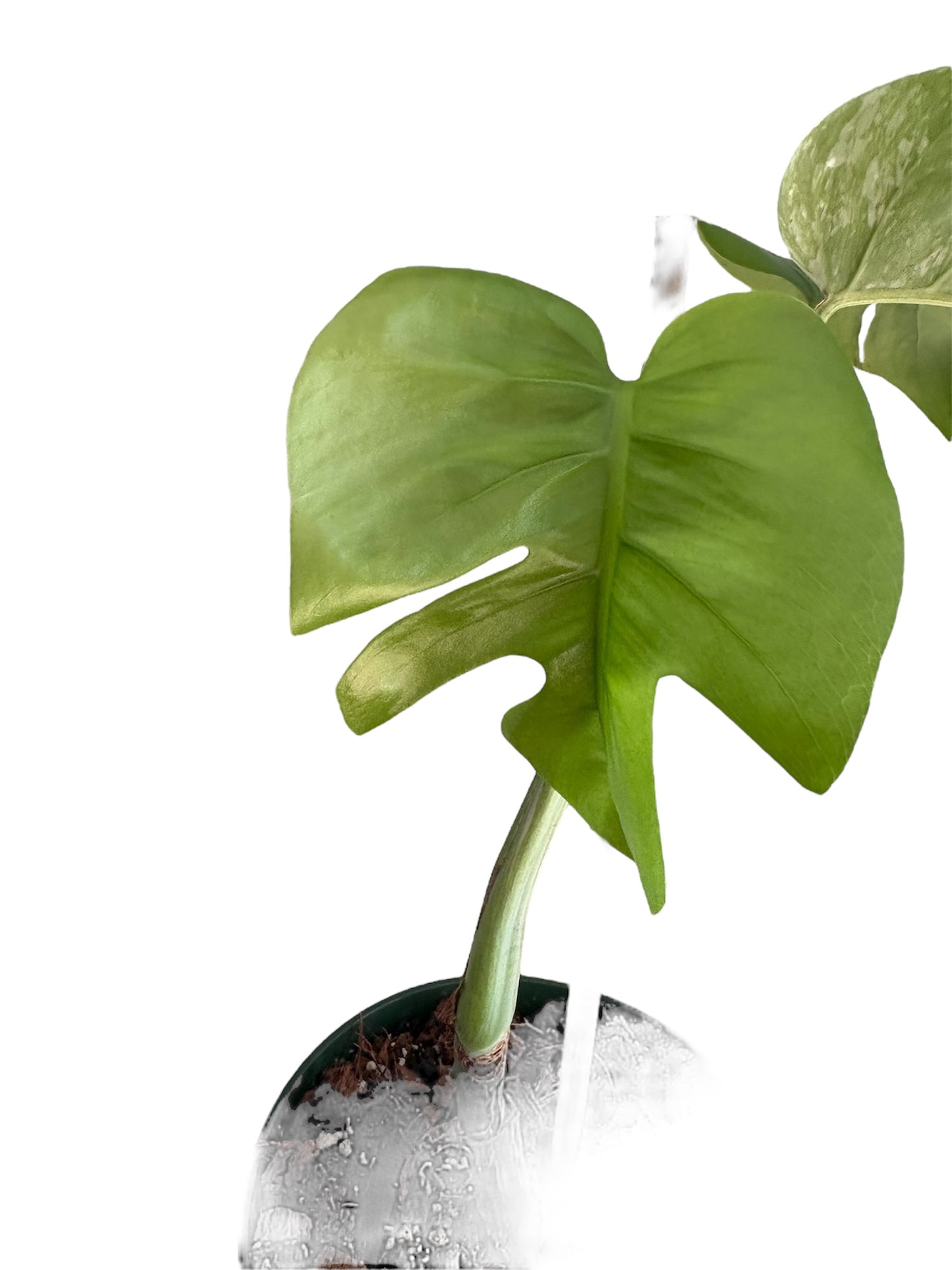 Monstera Albo Borsigiana
