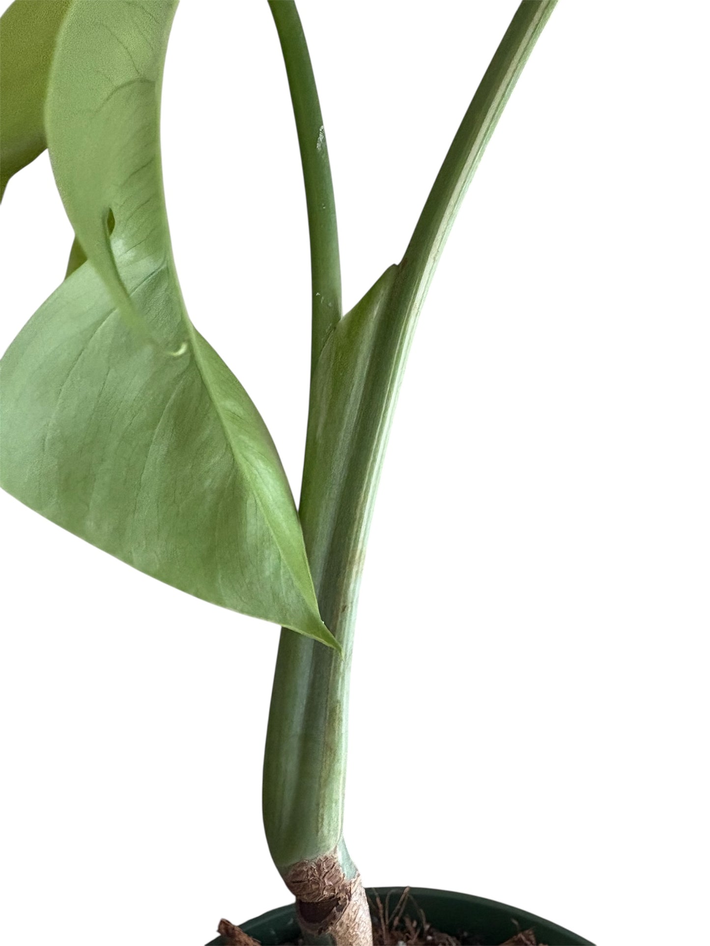Monstera Albo Borsigiana