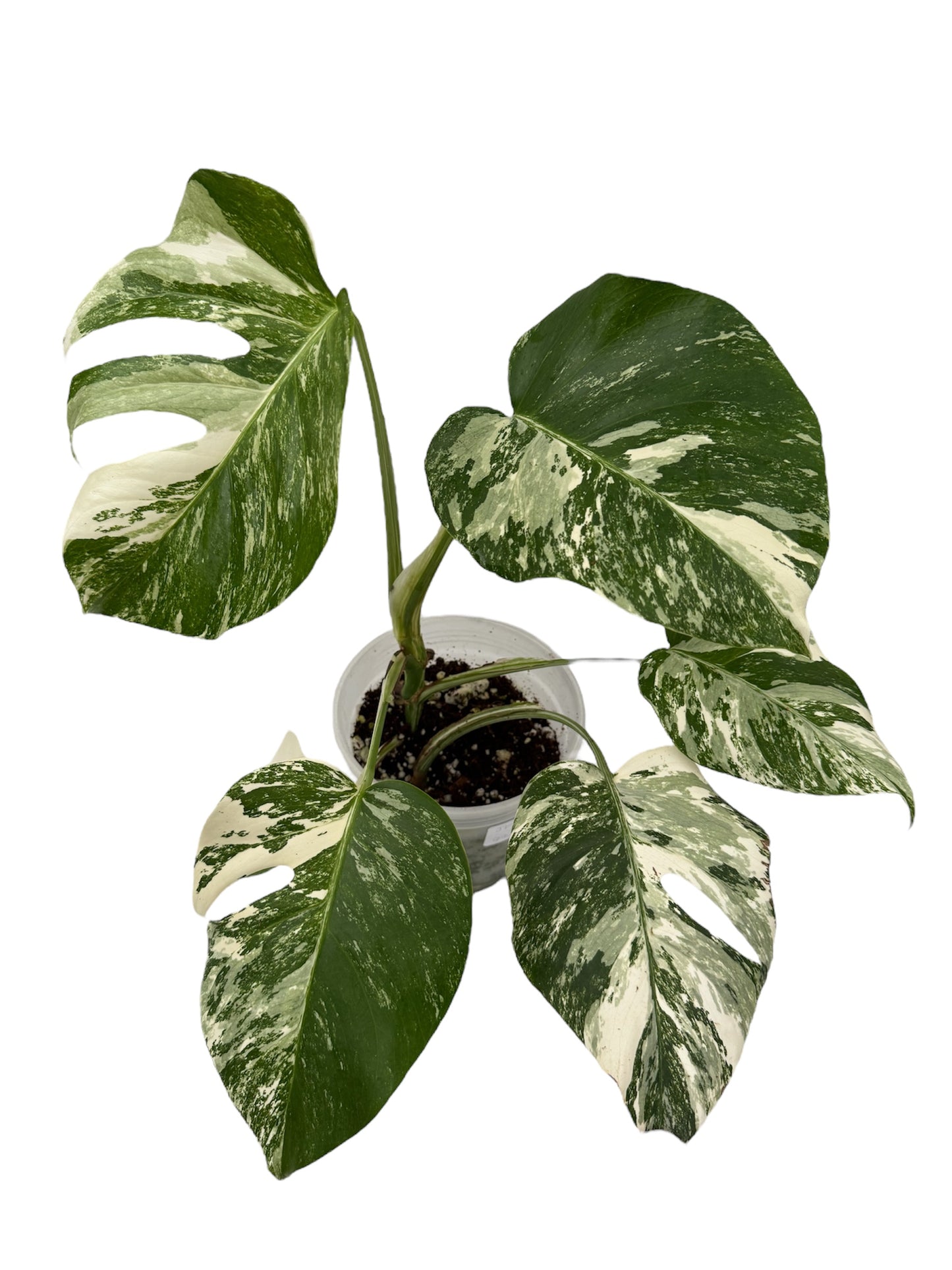 Monstera Albo Borsigiana