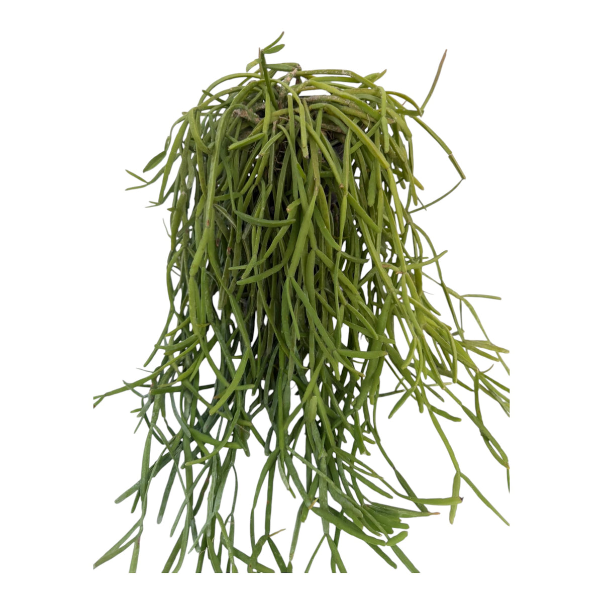 Rhipsalis Micrantha ExLarge