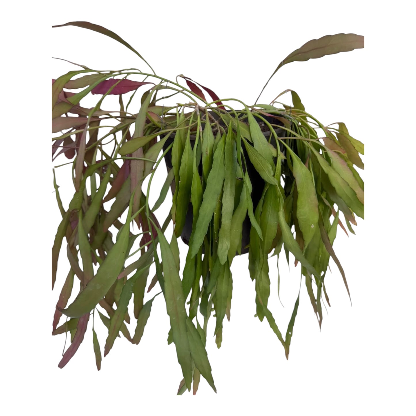 Rhipsalis Ramulosa exLarge