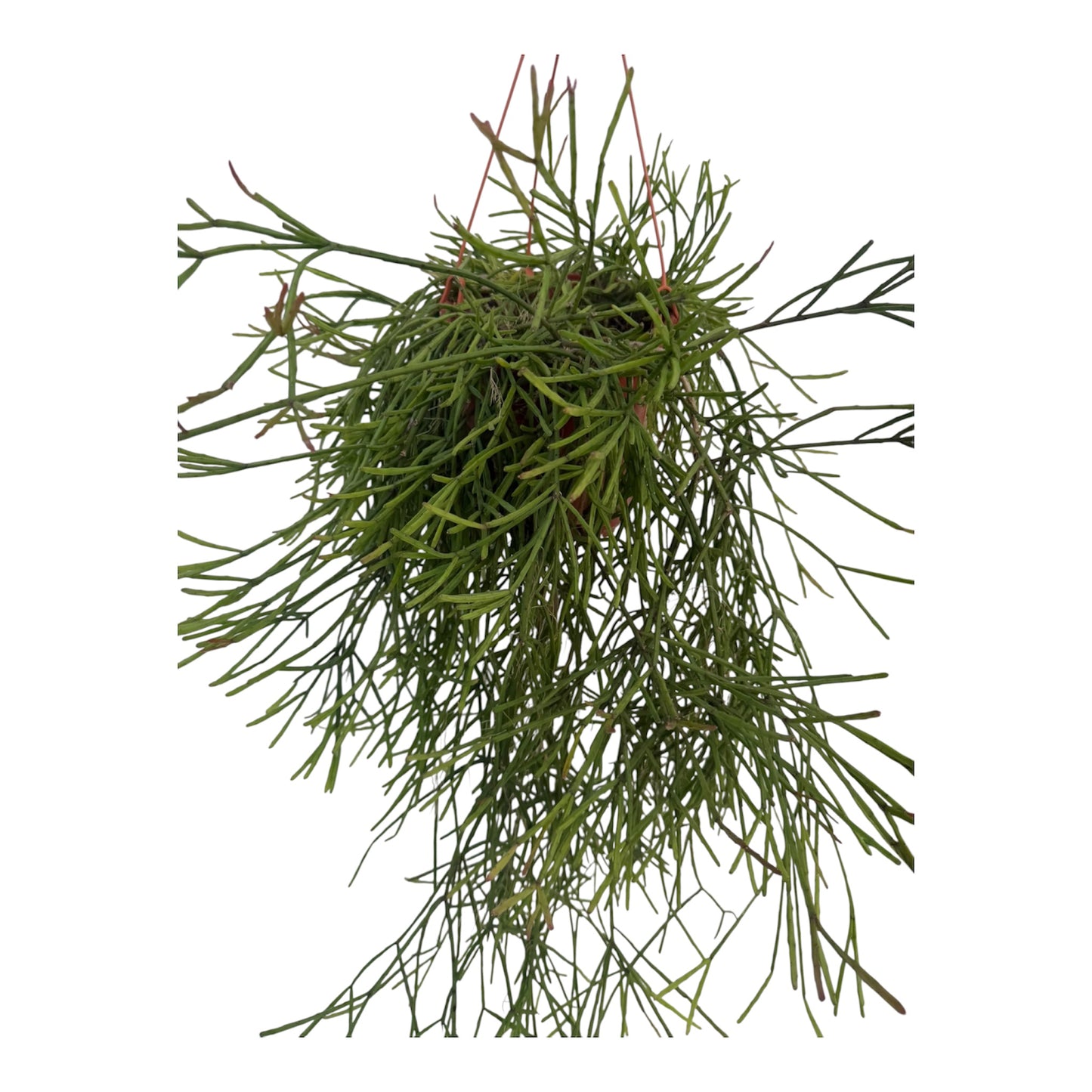 Rhipsalis Trigona large