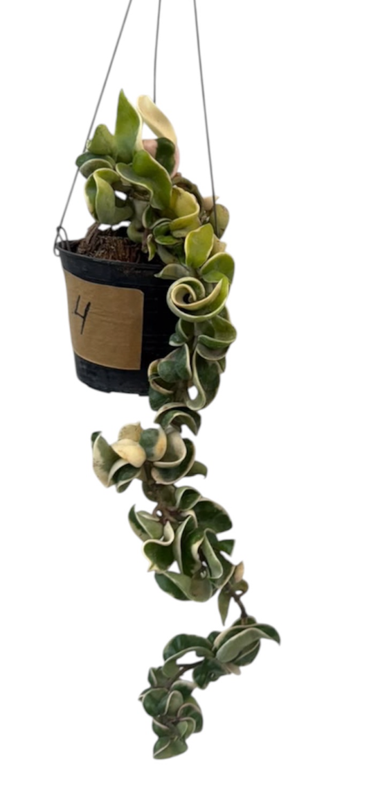 Hoya Compacta Hidu Rope Variegated