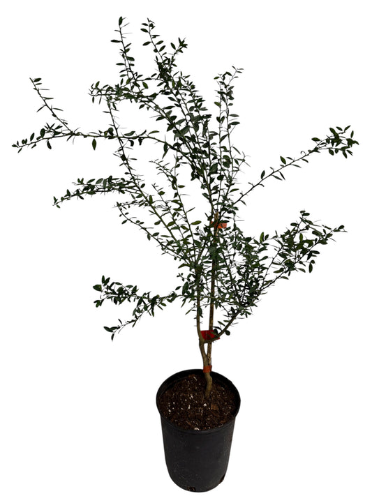 Finger Lime Tree Caviar Rose